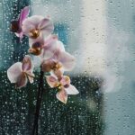 flowers near window in rain