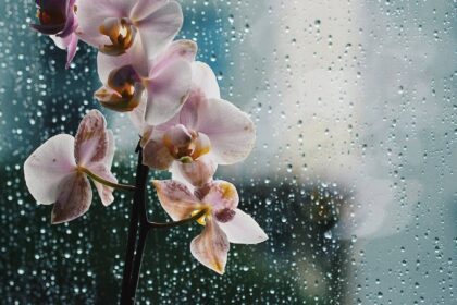 flowers near window in rain