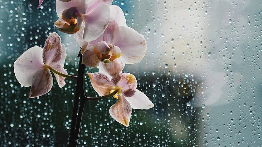 flowers near window in rain