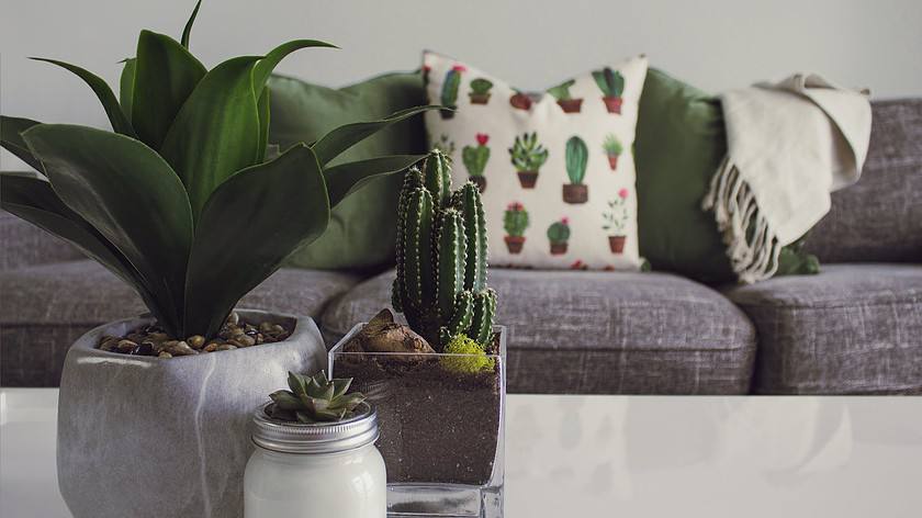 photo of plants on the table