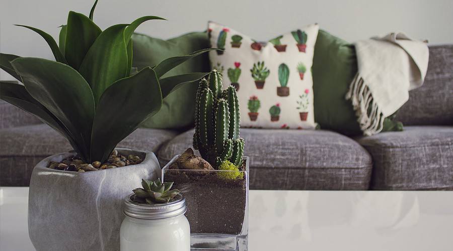 photo of plants on the table